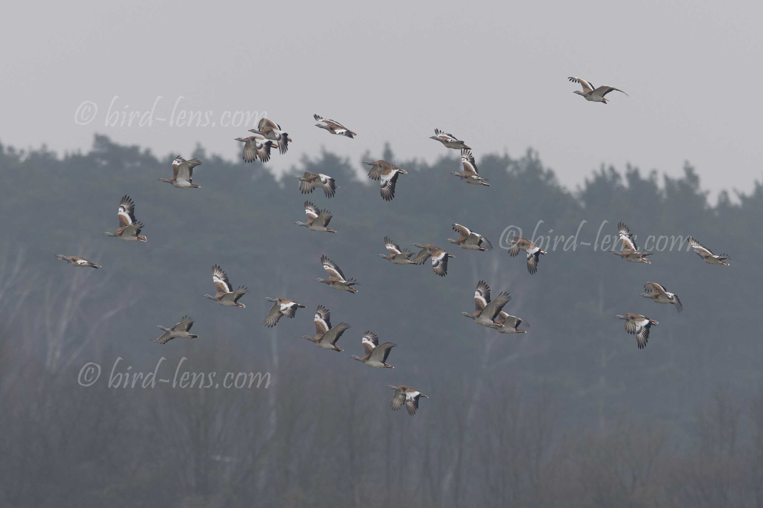 Großtrappe Großtrappe