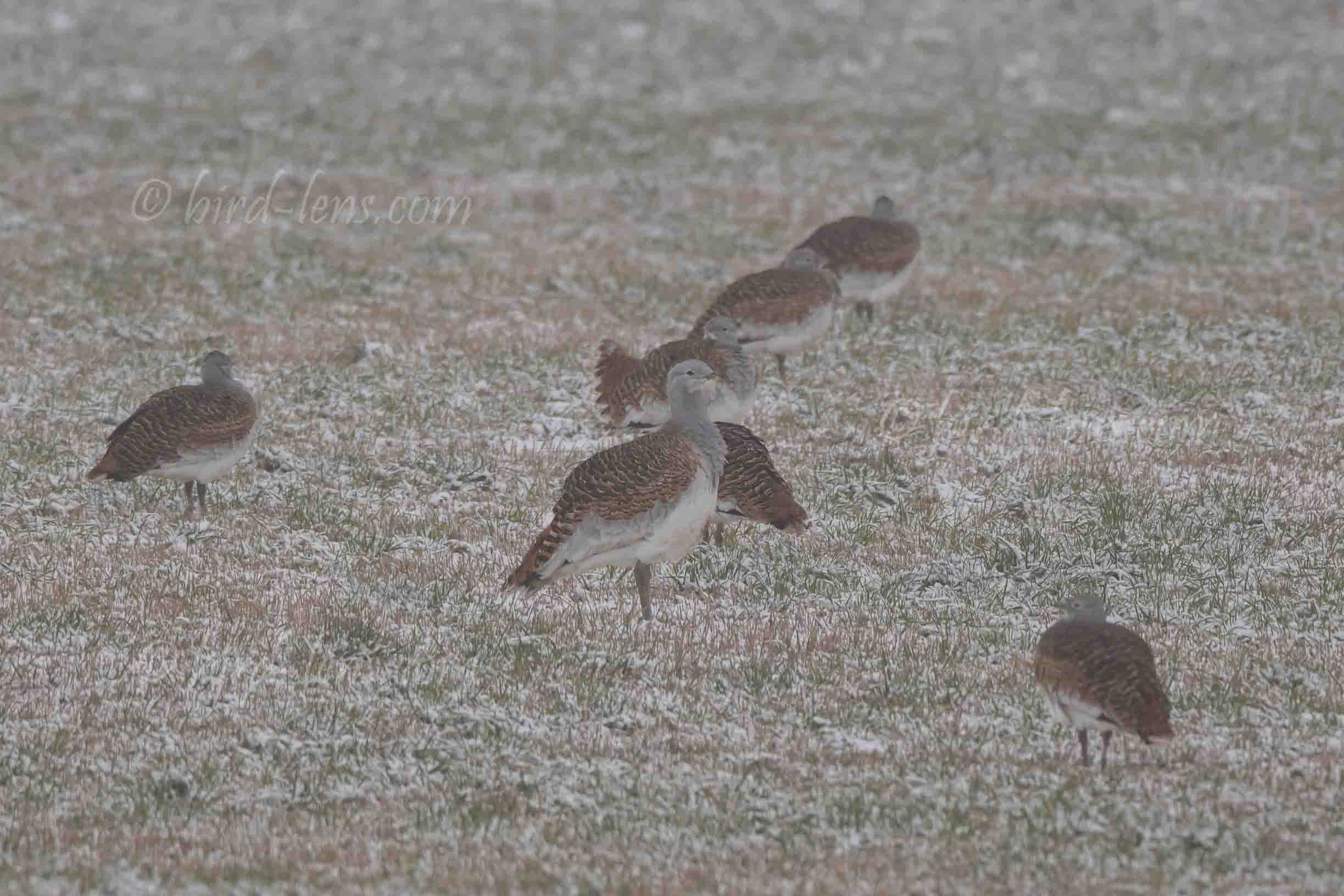 Großtrappe Großtrappe