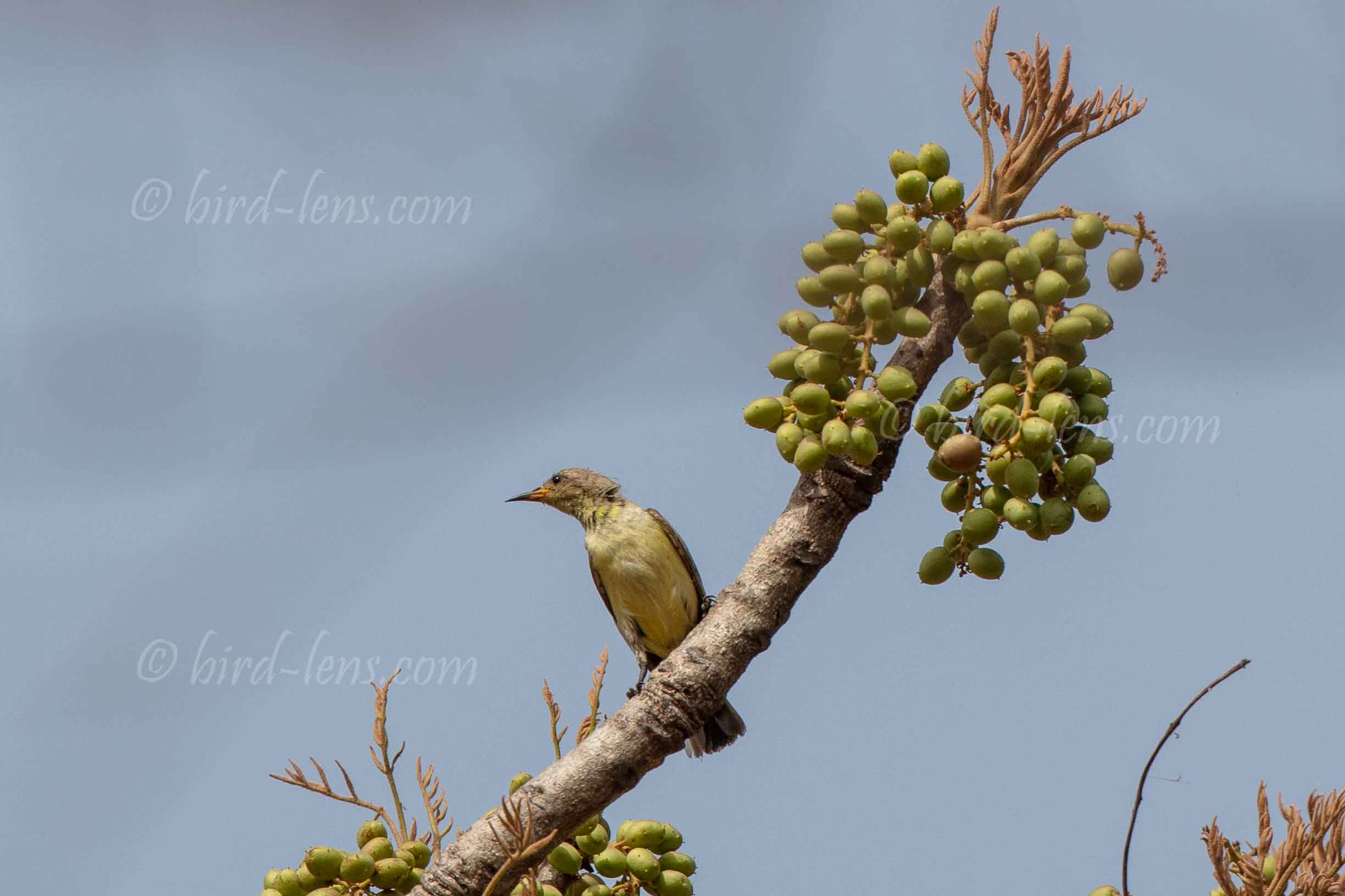 Grünbrust-Nektarvogel