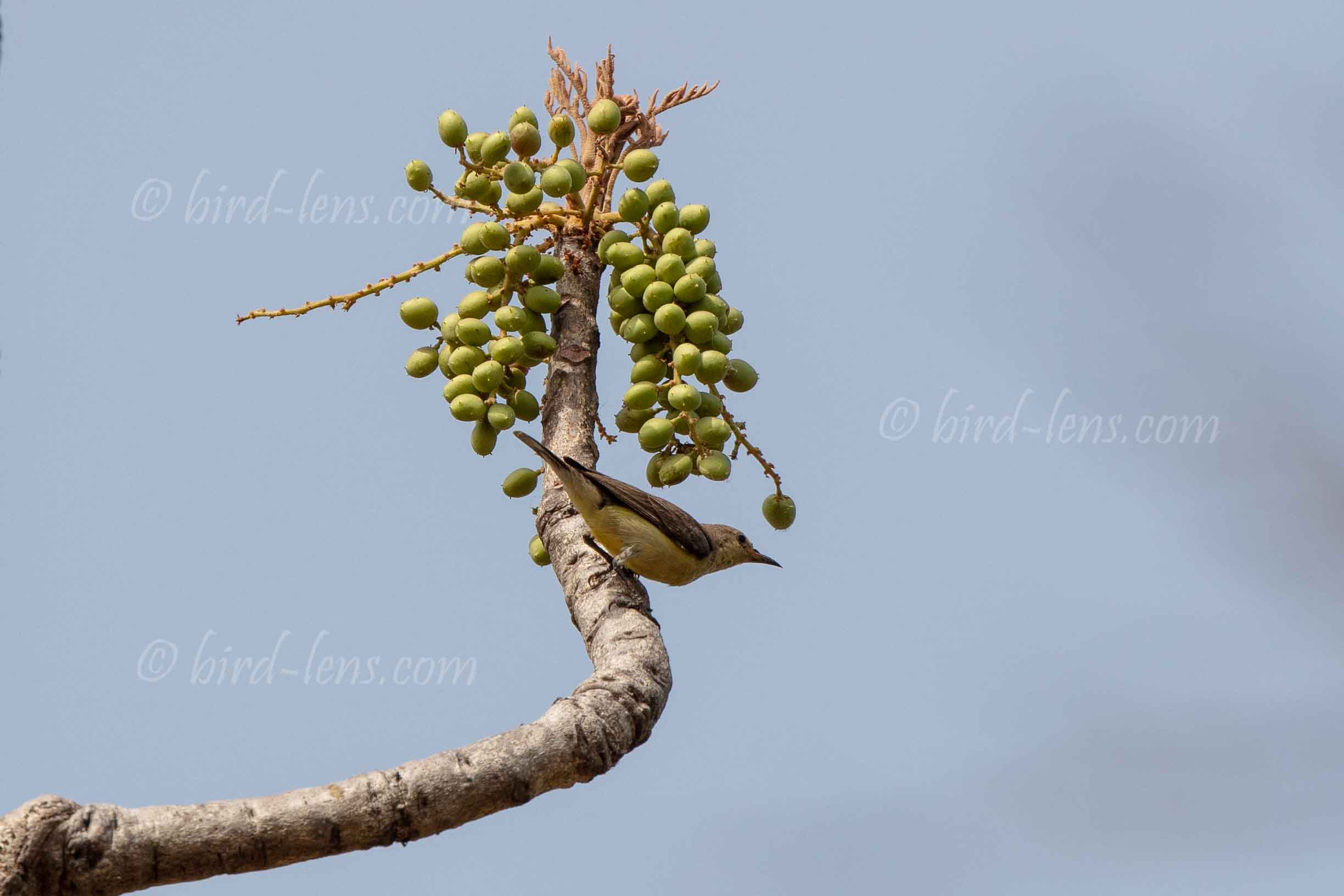 Grünbrust-Nektarvogel