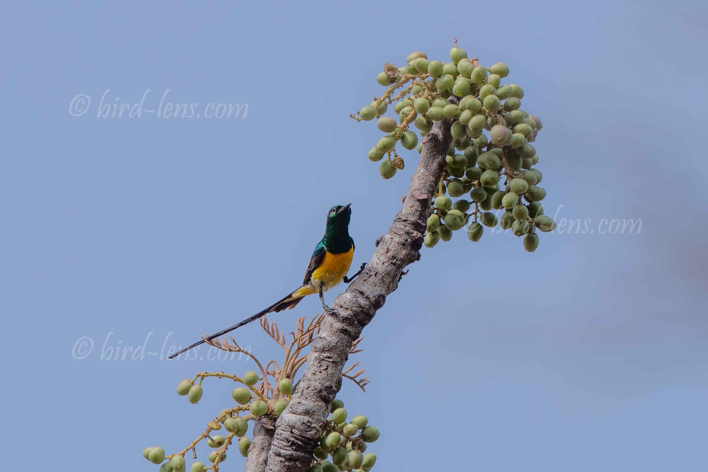 Grünbrust-Nektarvogel