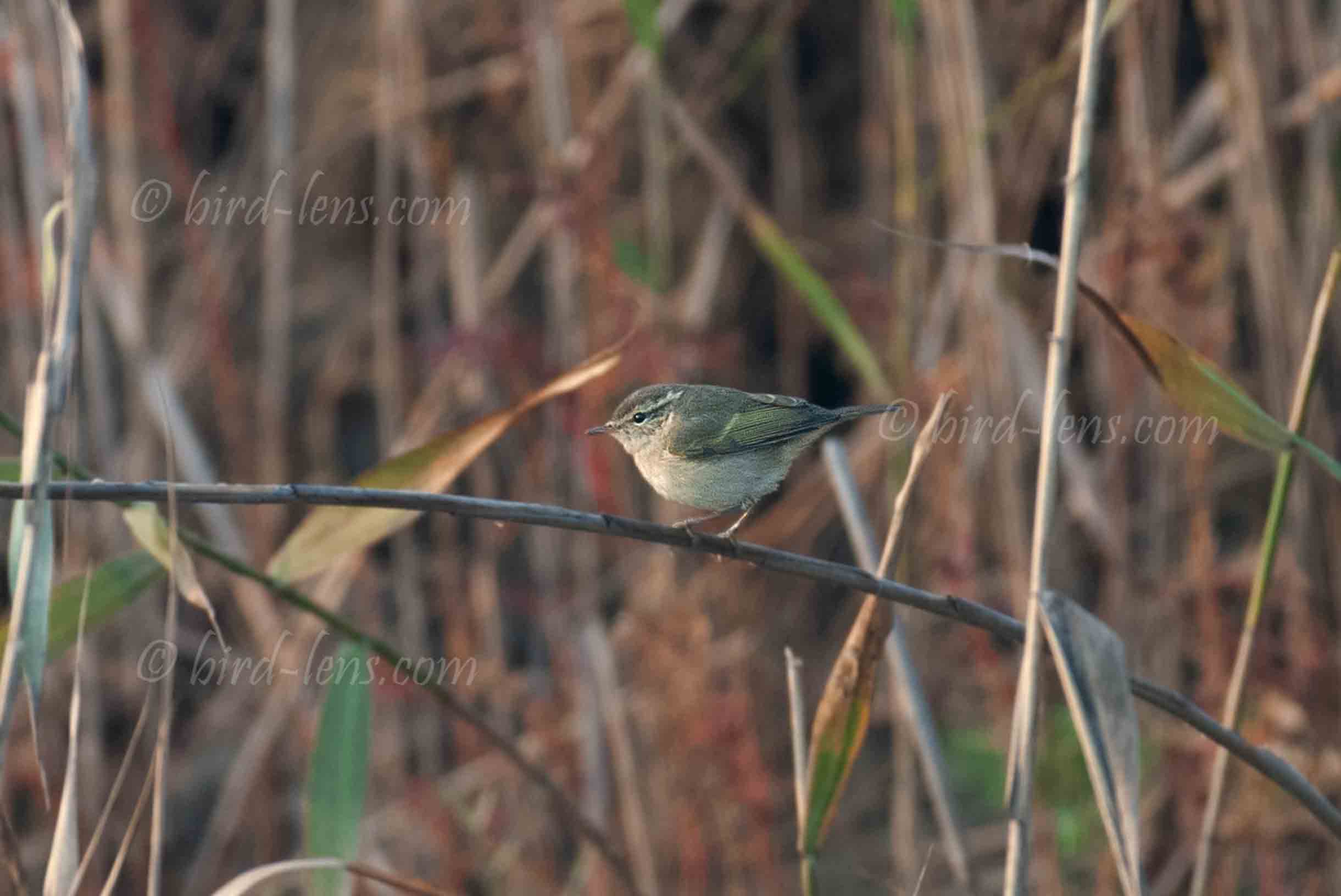 Middendorff-Laubsänger Middendorff-Laubsänger