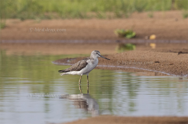 Grünschenkel Grünschenkel