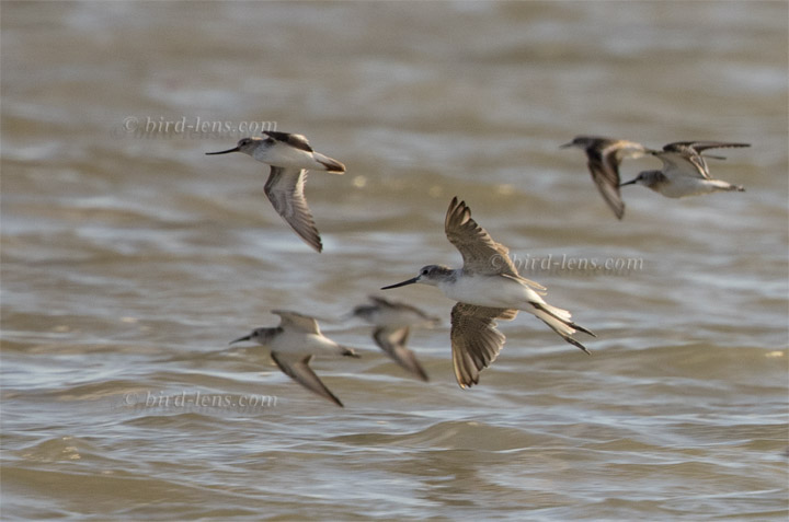 Grünschenkel Grünschenkel
