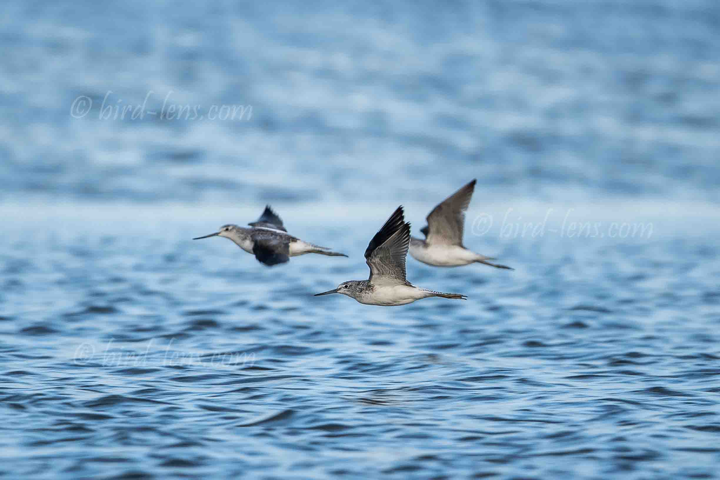 Grünschenkel Grünschenkel