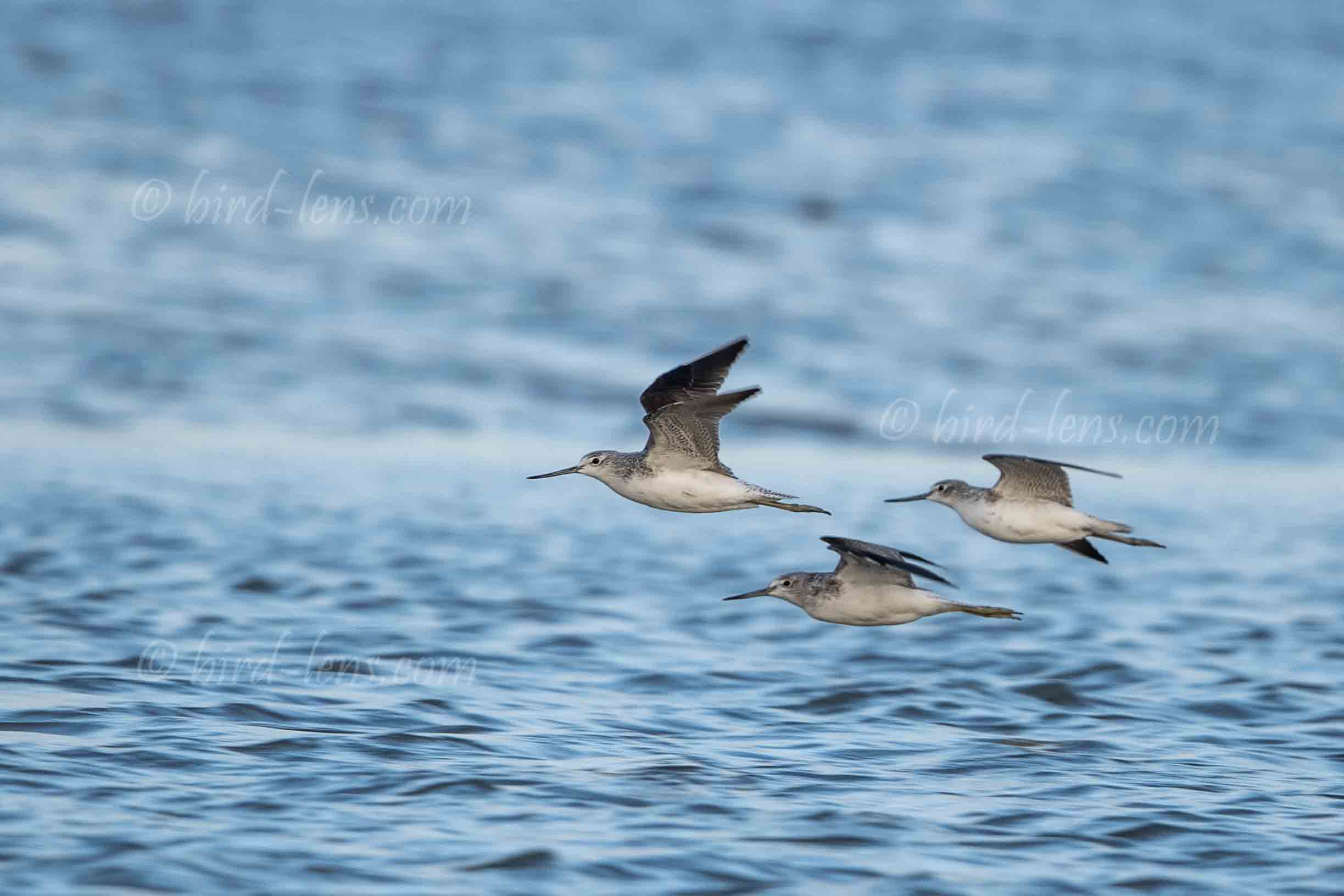 Grünschenkel Grünschenkel