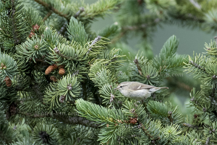 Grünlaubsänger Grünlaubsänger