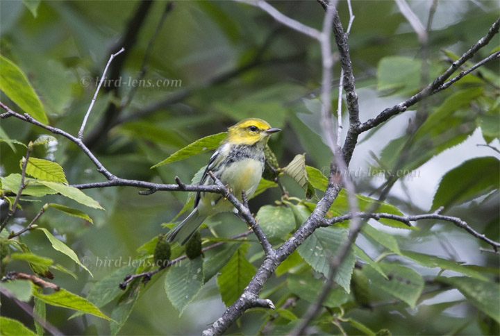 Grünwaldsänger Grünwaldsänger