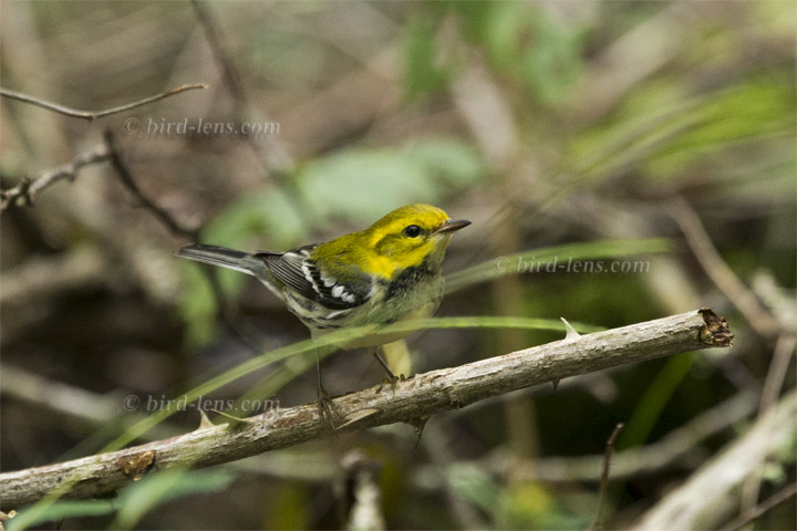 Grünwaldsänger Grünwaldsänger