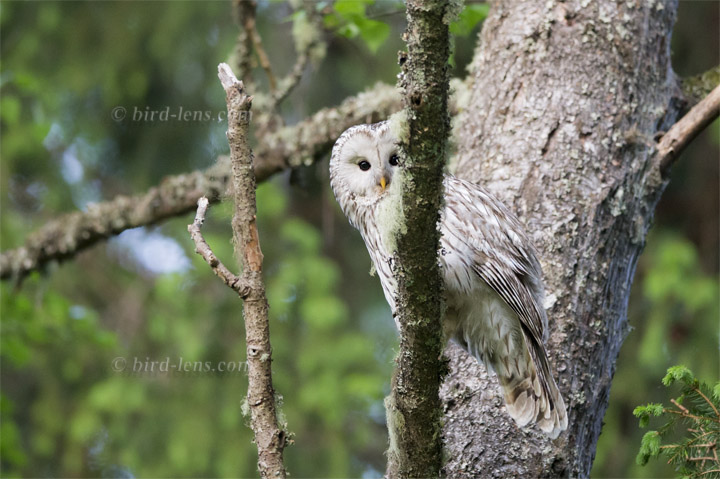 Habichtskauz Habichtskauz