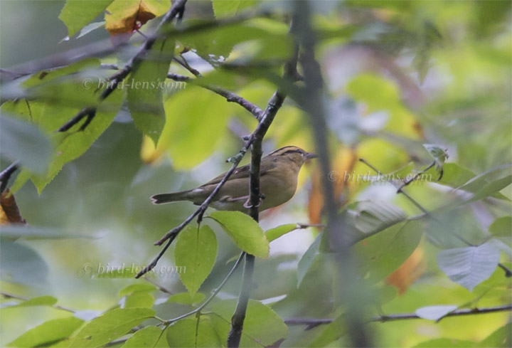 Haldenwaldsänger Haldenwaldsänger