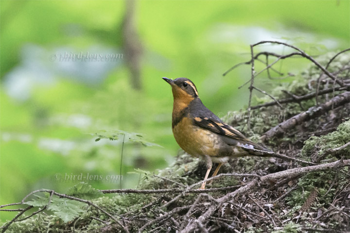 Halsbanddrossel Halsbanddrossel