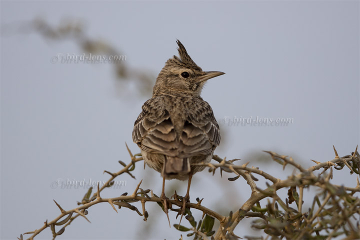 Crested Lark Crested Lark
