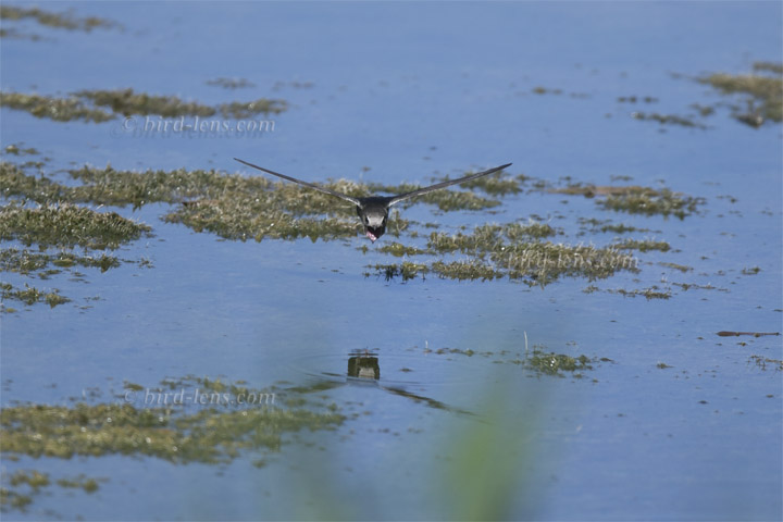 Haussegler Haussegler