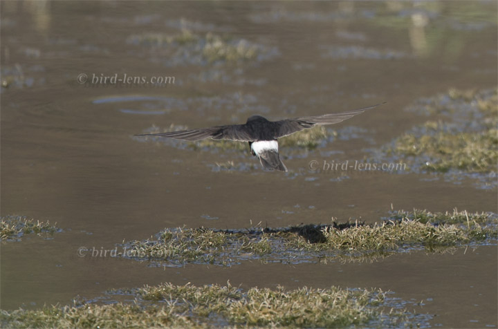 Haussegler Haussegler