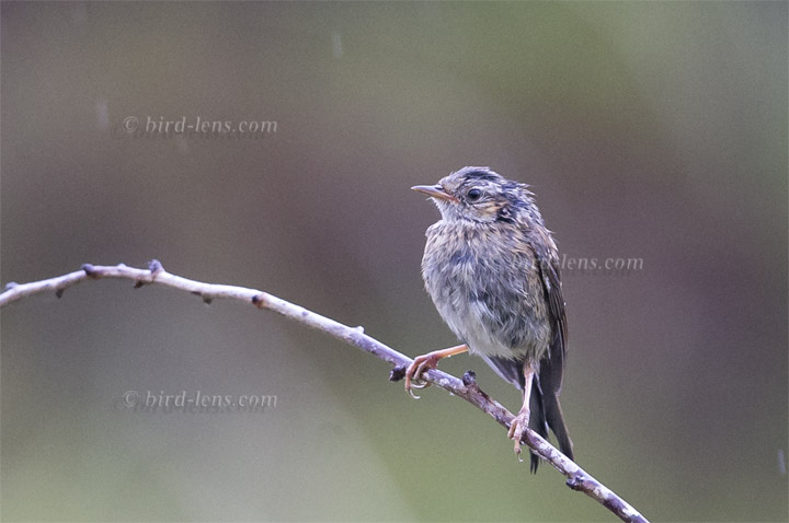 Heckenbraunelle Heckenbraunelle