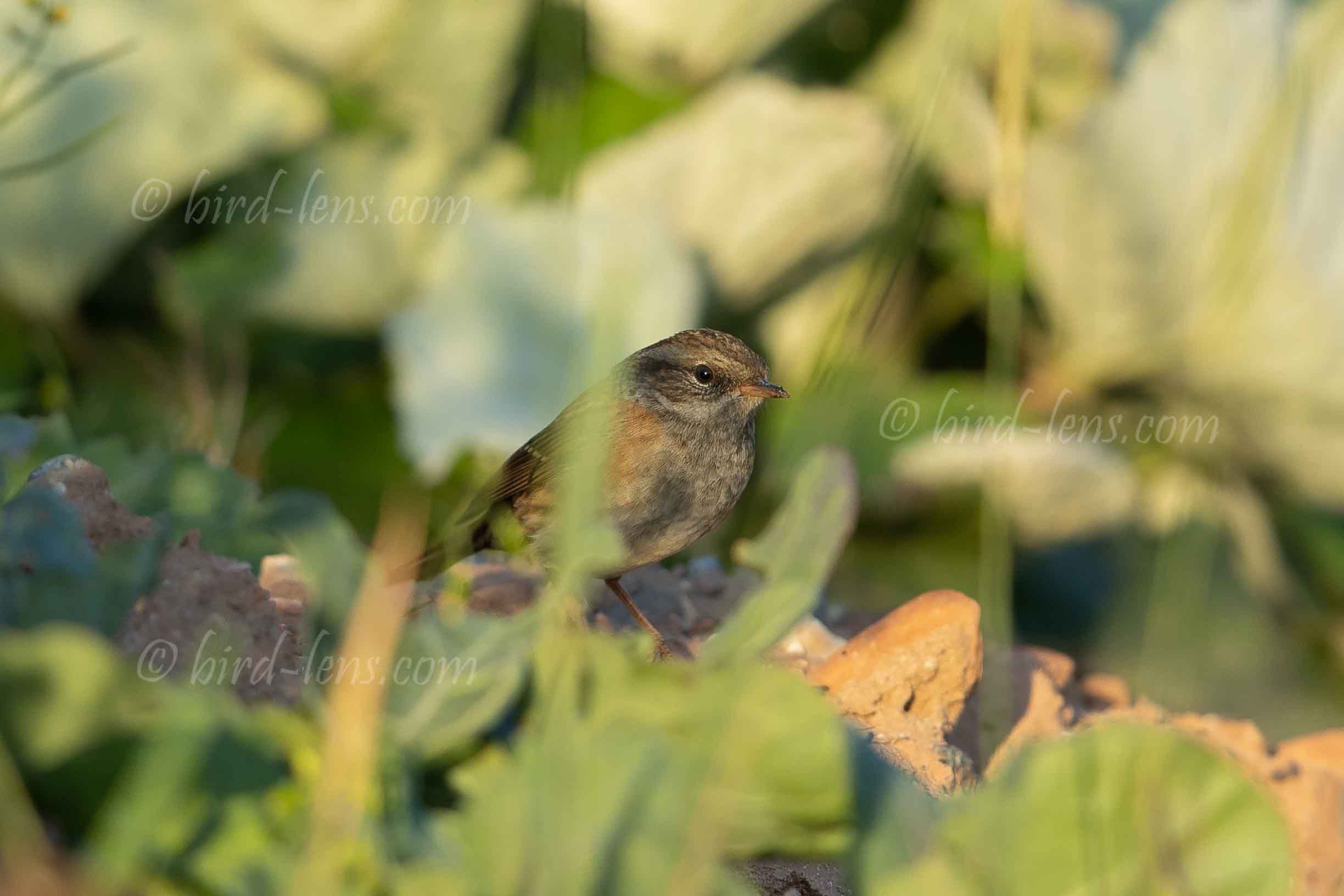 Heckenbraunelle Heckenbraunelle