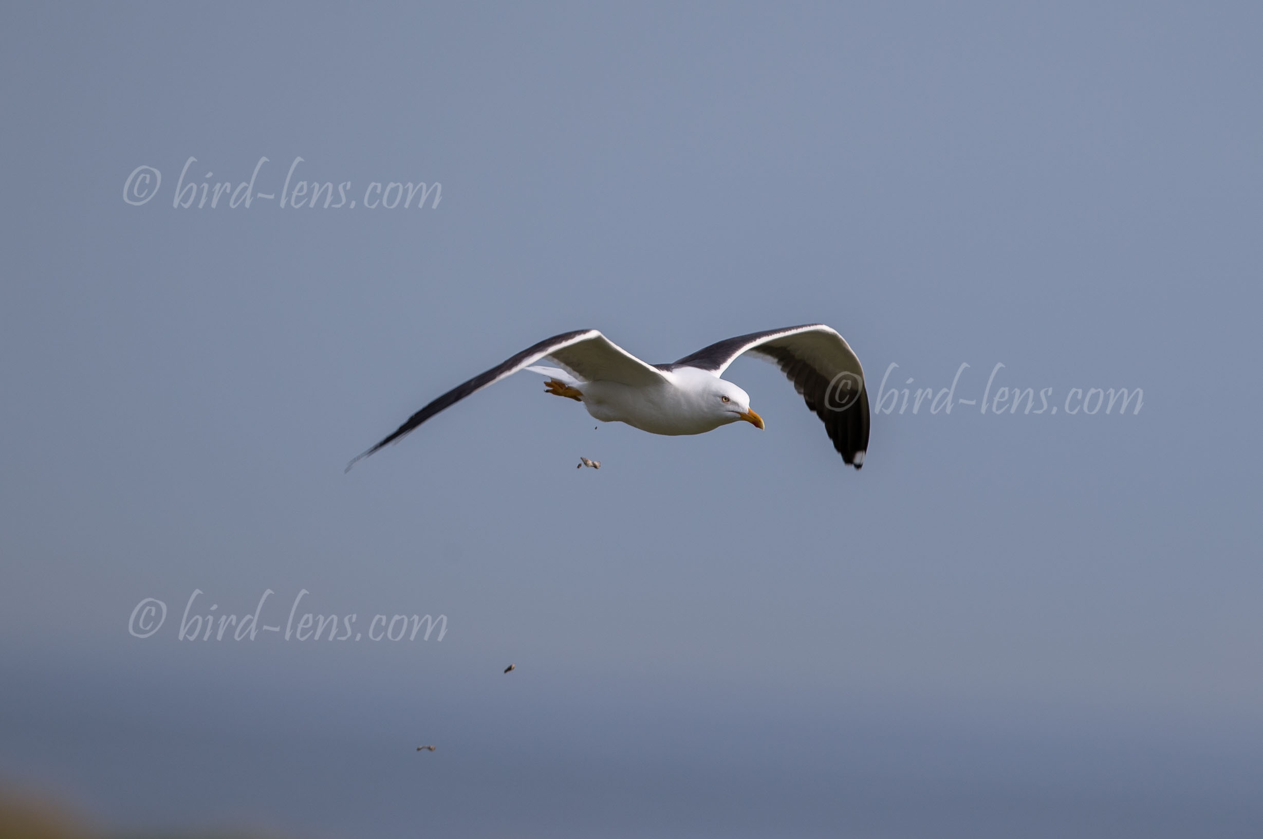 Heringsmöwe Heringsmöwe