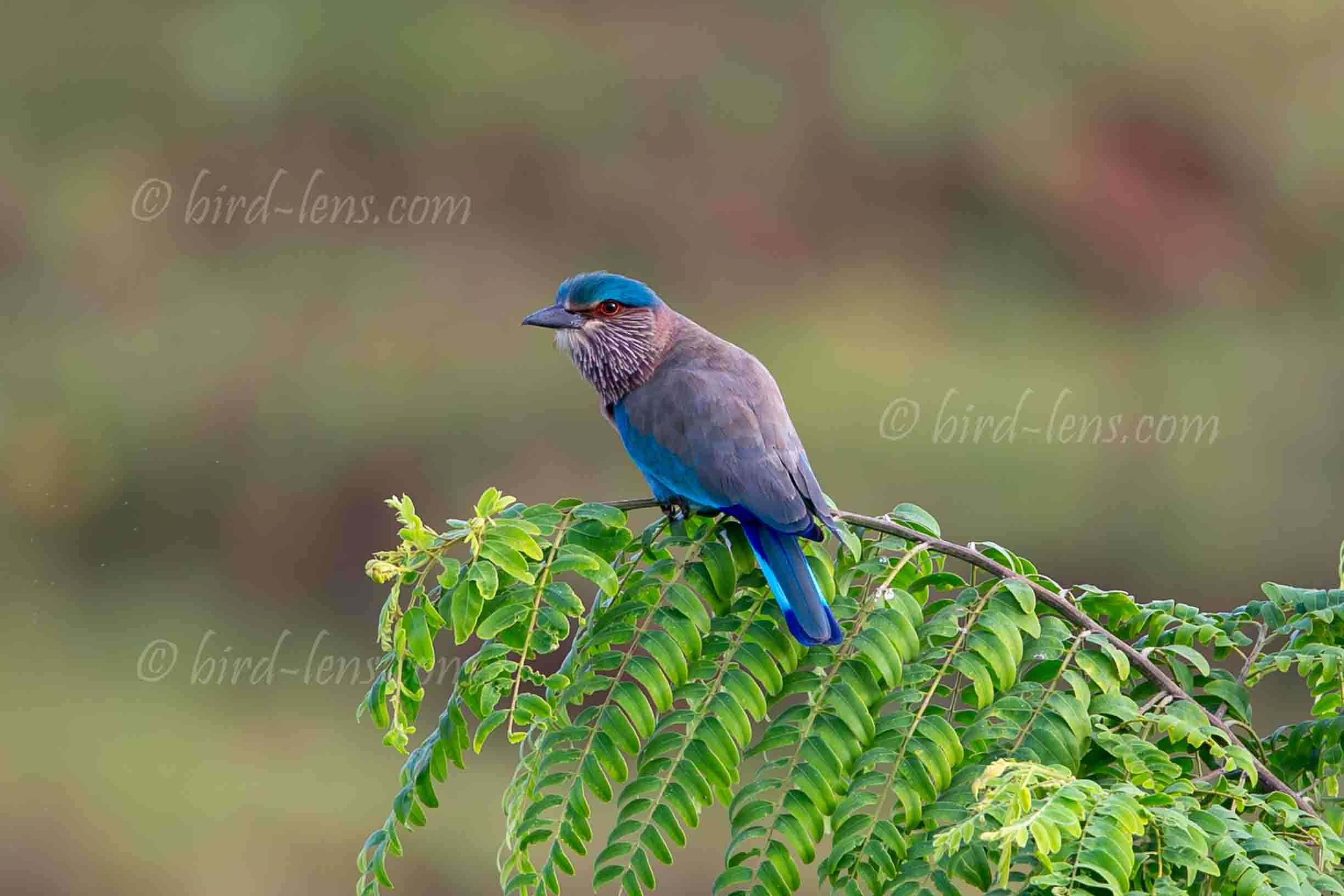 Indian Roller