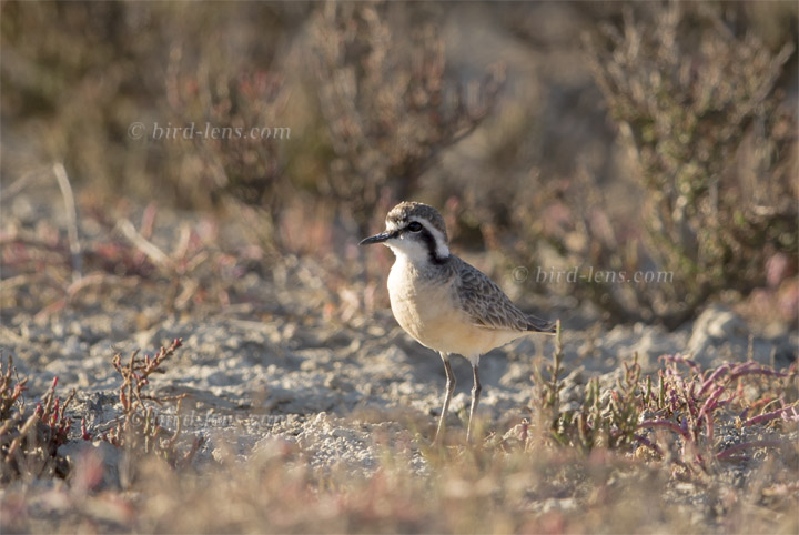 Hirtenregenpfeifer Hirtenregenpfeifer