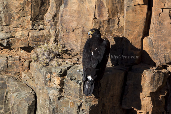 Kaffernadler Kaffernadler