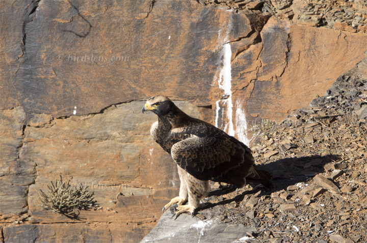 Kaffernadler Kaffernadler