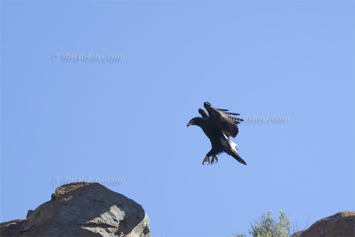 Kaffernadler Kaffernadler