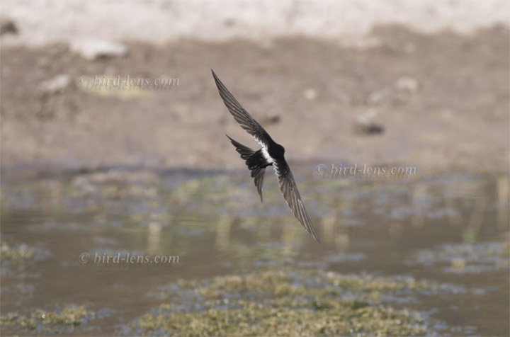 Kaffernsegler Kaffernsegler