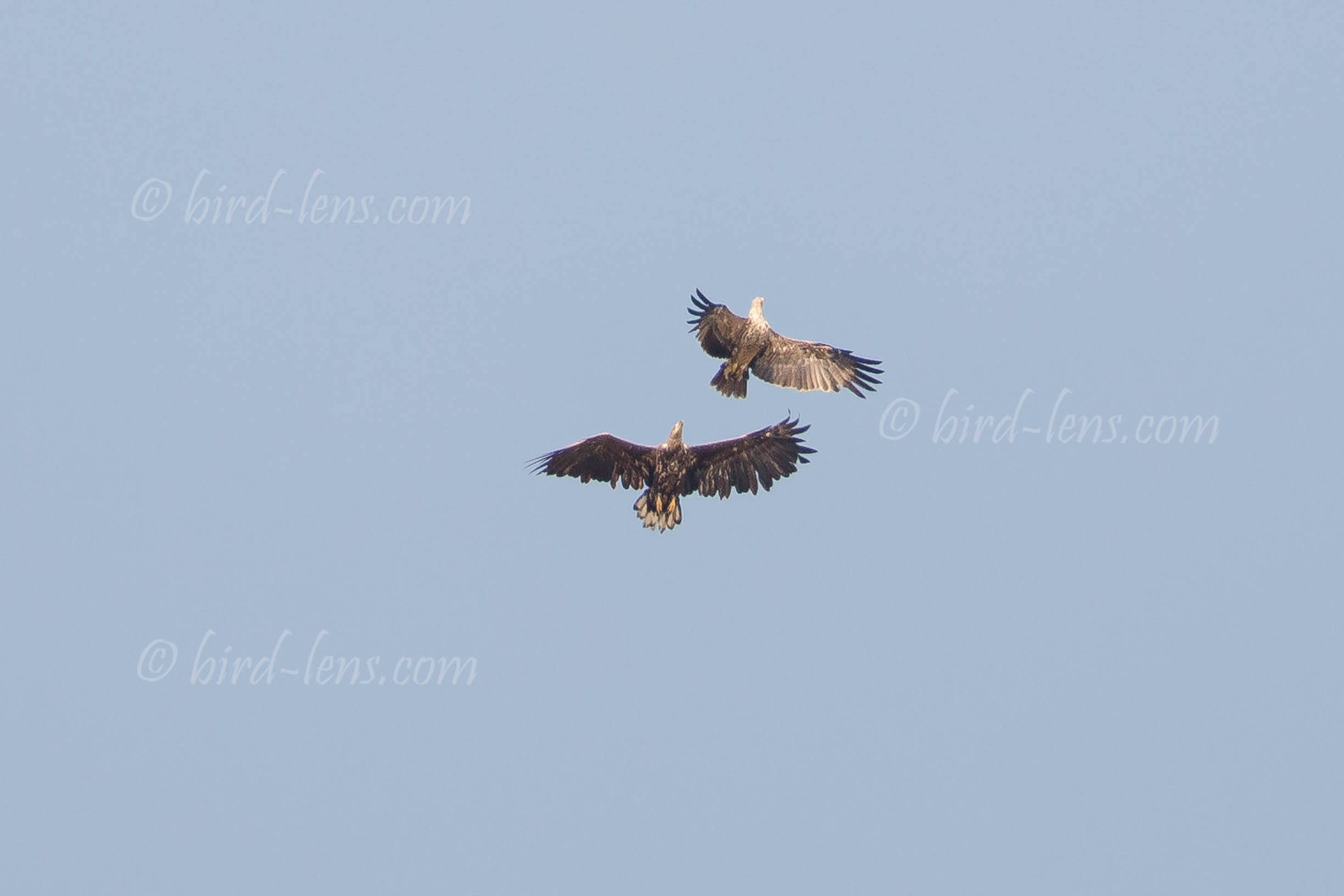 Kaiseradler Kaiseradler