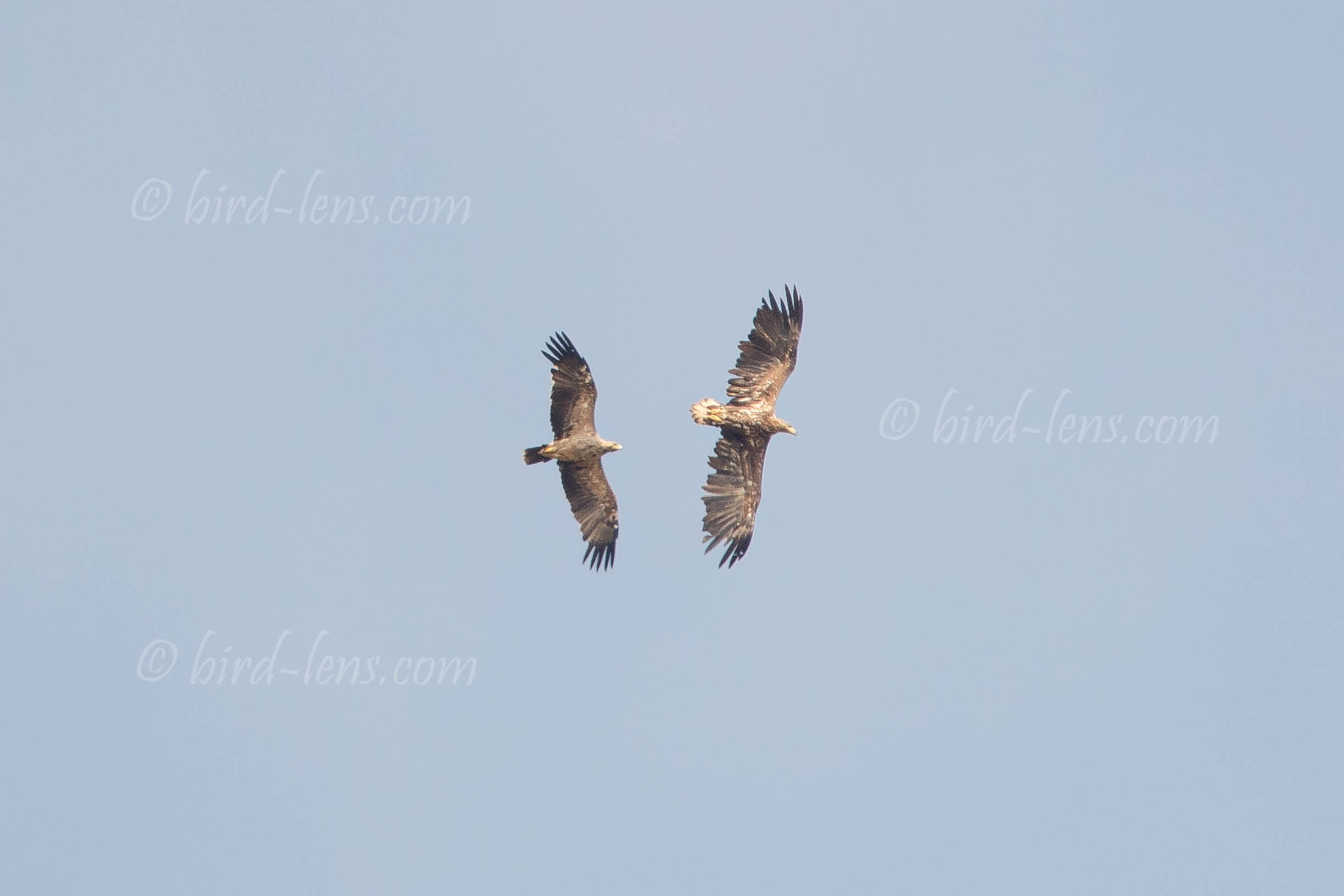 Kaiseradler Kaiseradler