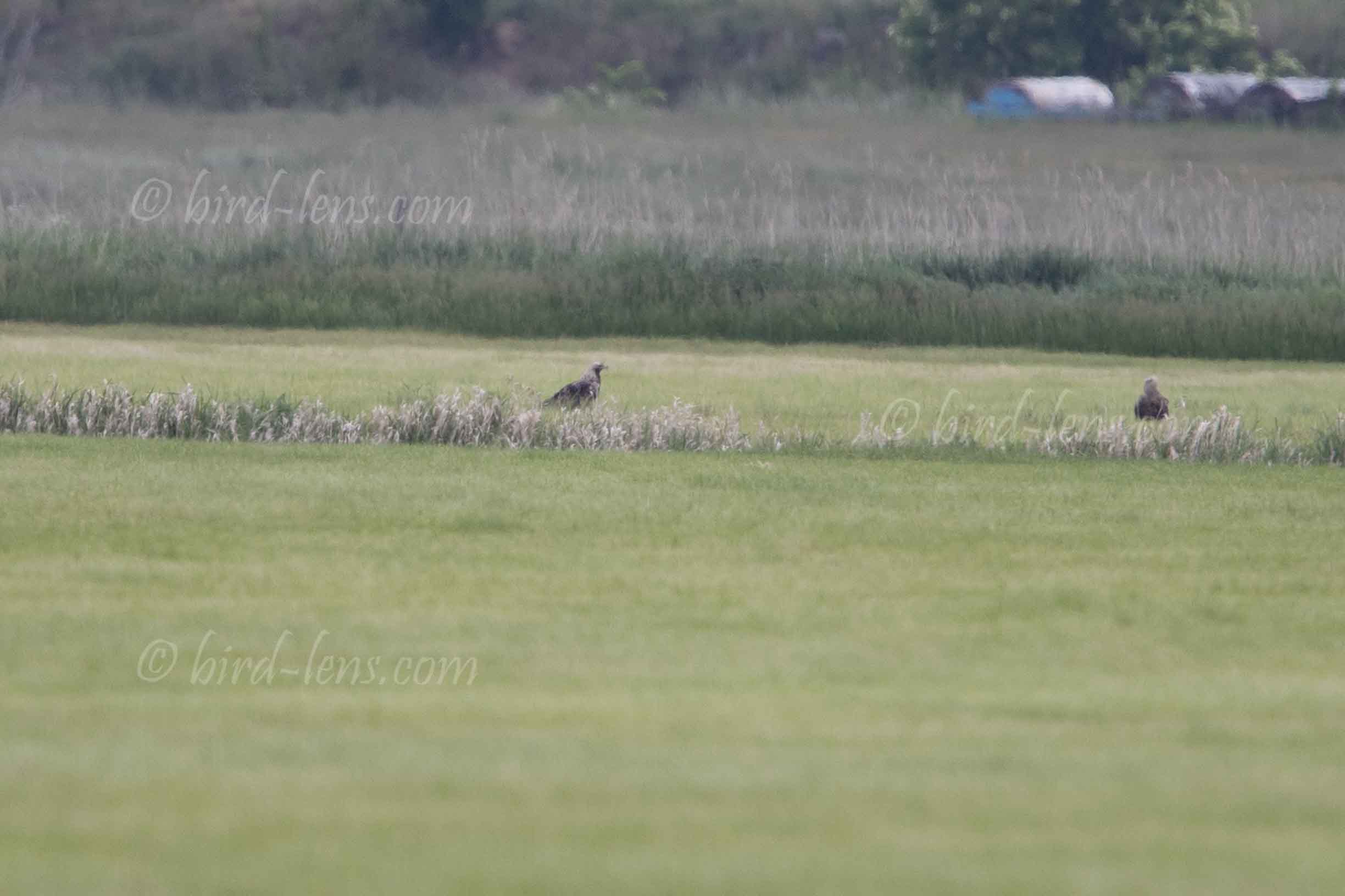 Kaiseradler Kaiseradler