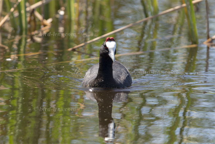 Kammblässhuhn Kammblässhuhn