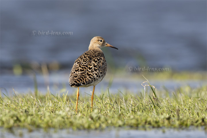 Kampfläufer Kampfläufer