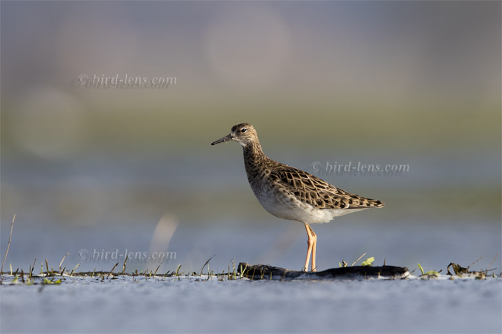 Kampfläufer Kampfläufer