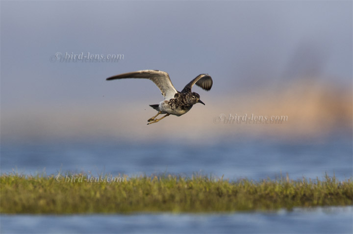 Kampfläufer Kampfläufer
