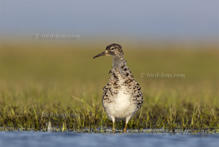 Kampfläufer Kampfläufer