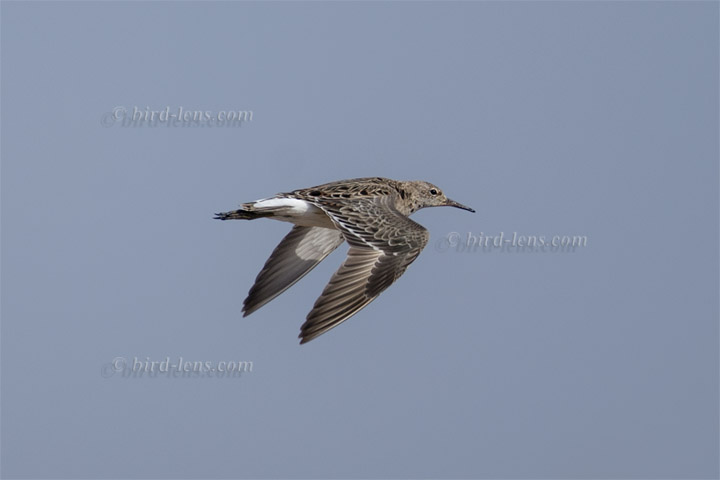 Kampfläufer Kampfläufer