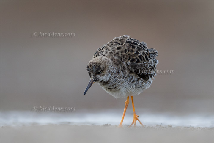 Kampfläufer Kampfläufer