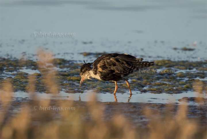Kampfläufer Kampfläufer