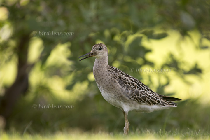 Kampfläufer Kampfläufer