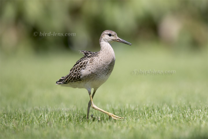 Kampfläufer Kampfläufer