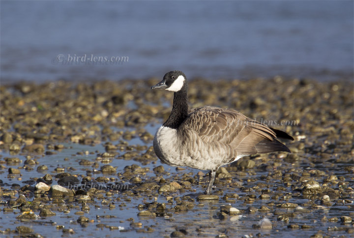 Canada Goose Canada Goose