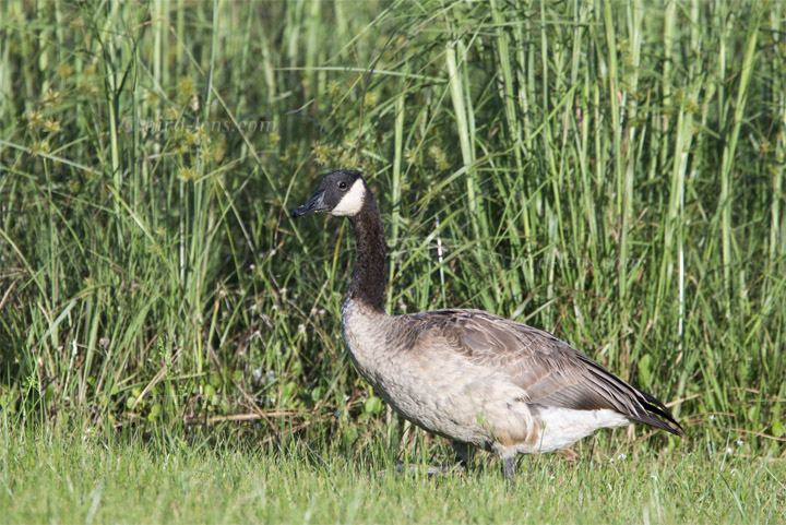 Kanadagans Kanadagans