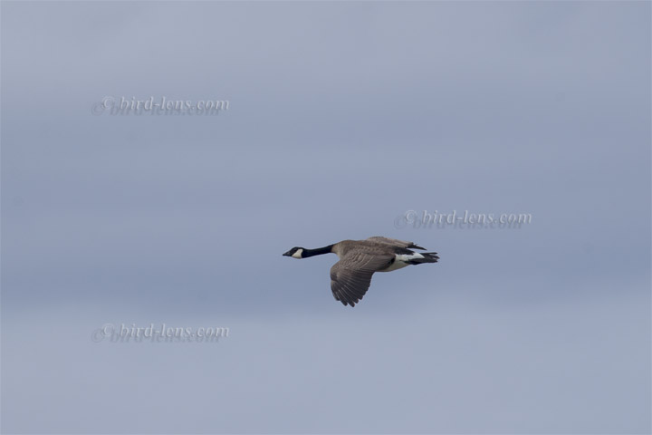 Kanadagans Kanadagans