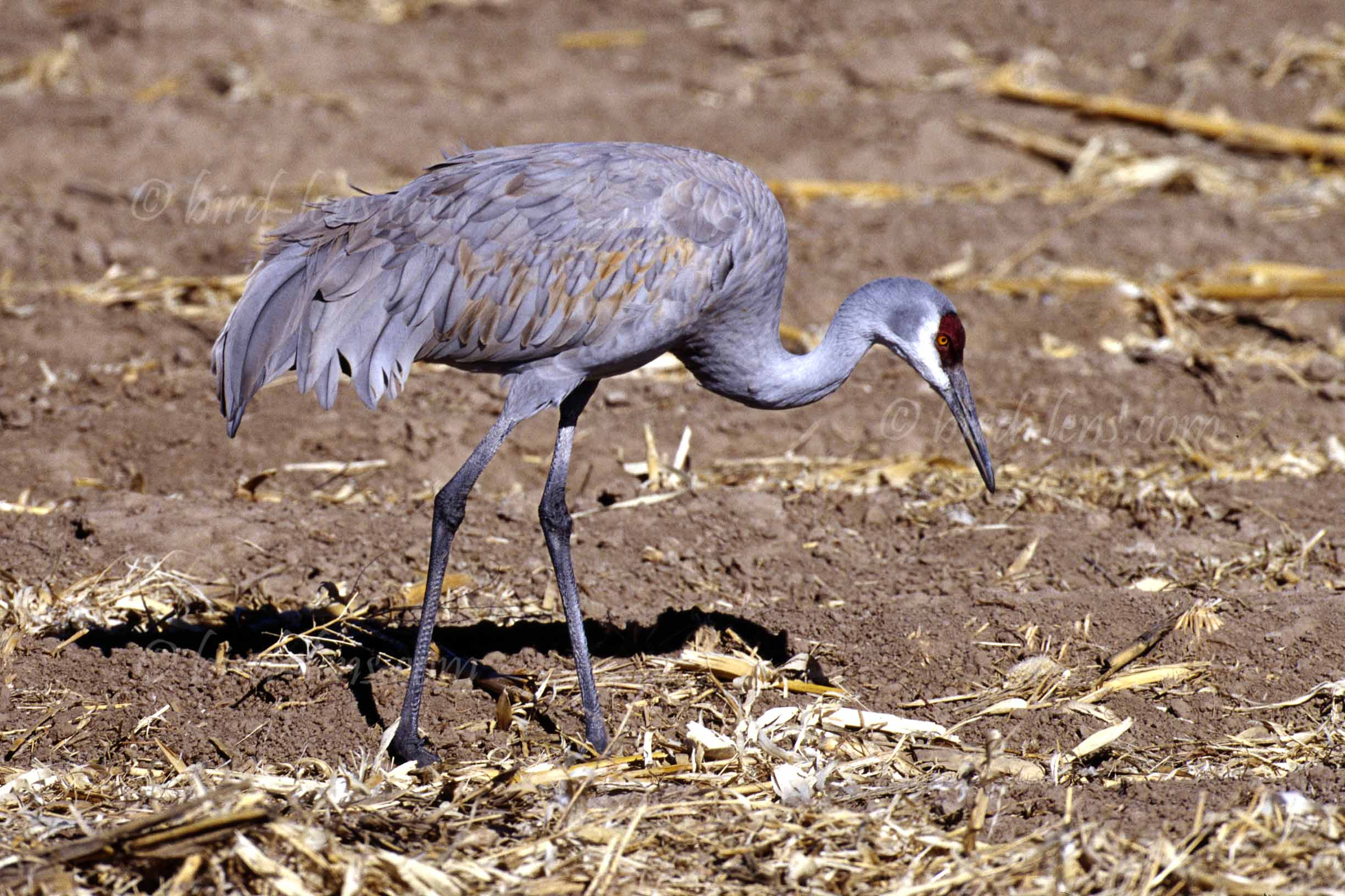 Sandhill Crane