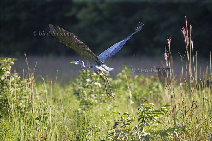 Kanadareiher Kanadareiher