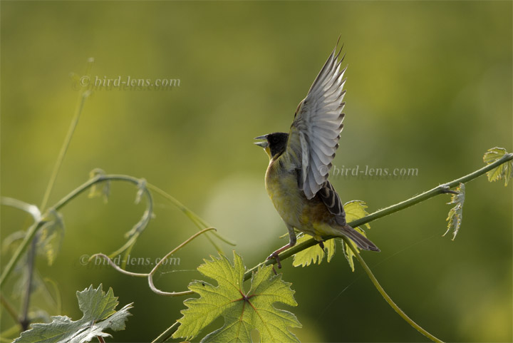 Kappenammer Kappenammer