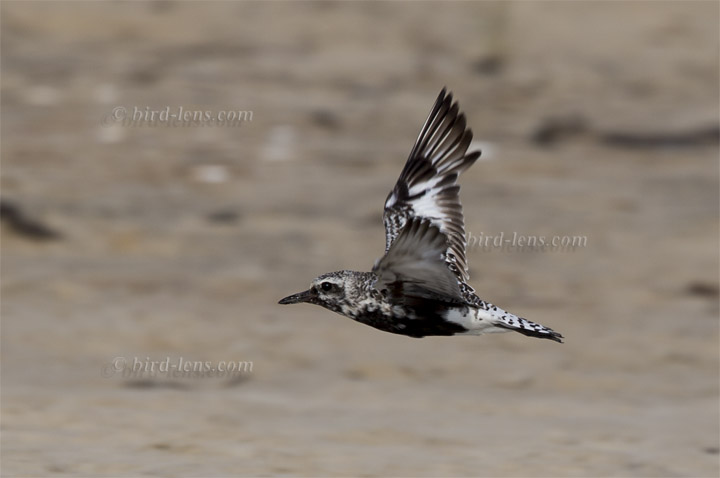 Kiebitzregenpfeifer Kiebitzregenpfeifer