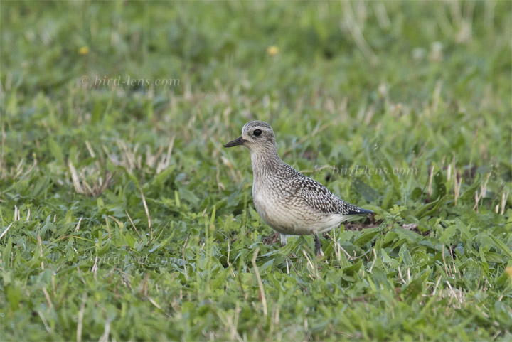 Kiebitzregenpfeifer Kiebitzregenpfeifer