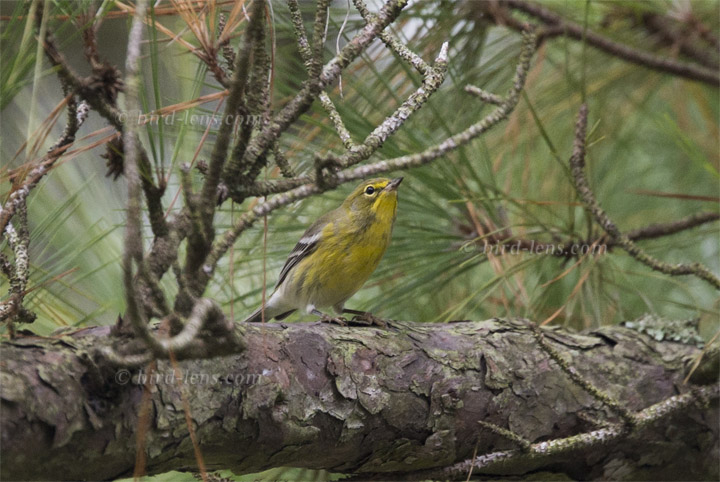 Kiefernwaldsänger Kiefernwaldsänger